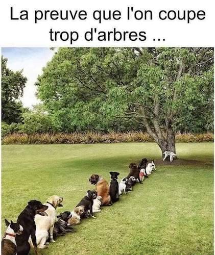 La preuve que l'on coupe trop d'arbres.jpg