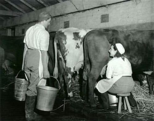 traite des vaches à la main.jpg