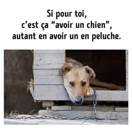 avoir un chien.jpg
