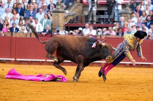 Morante de la Puebla encorné.jpg