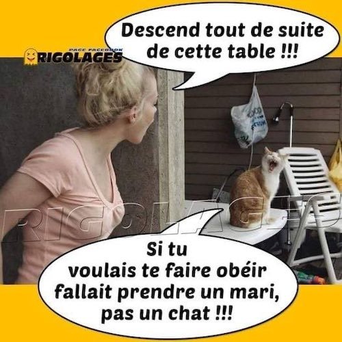 le chat.jpg