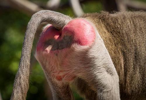 64 fesses de babouin.jpg