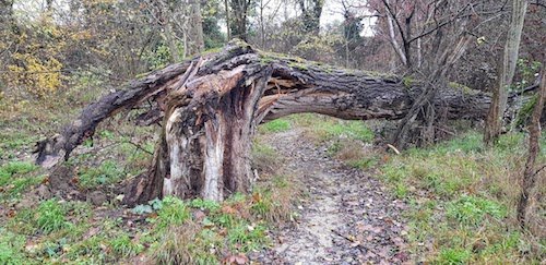 02 gros arbre tombé.jpeg