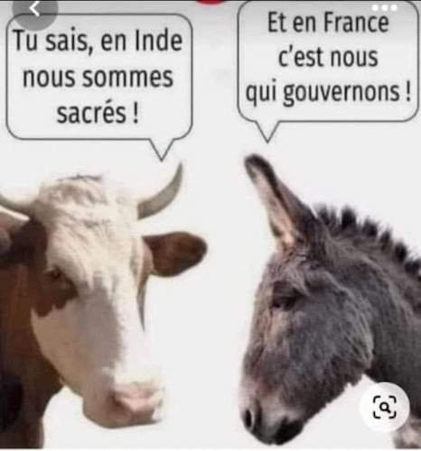 la vache et l'âne.jpeg