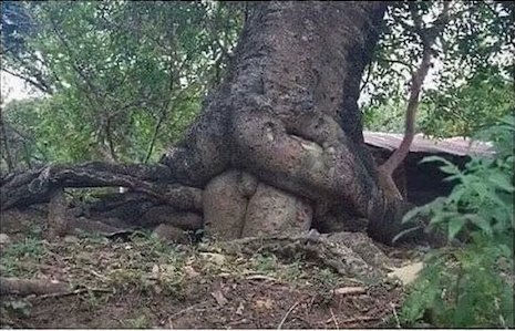 Le sexe fait partie de la nature.jpeg