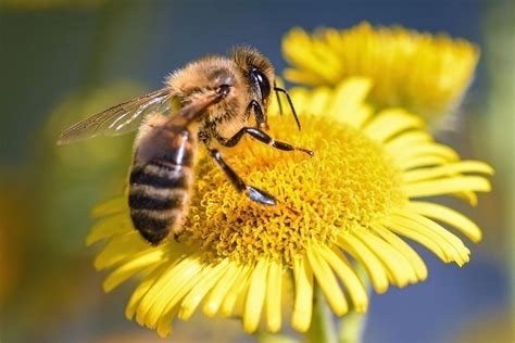 Journée mondiale des abeilles.jpg