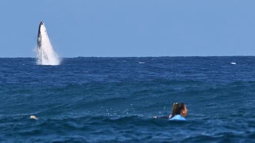 Une baleine s'invite aux Jeux Olympiques-1915433.jpeg