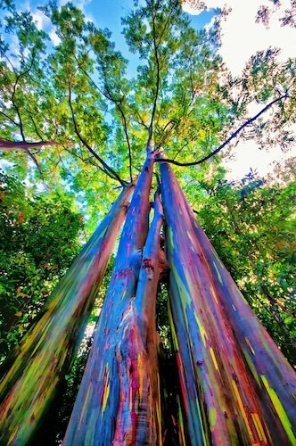 Eucalyptus Arc-en-ciel.jpg