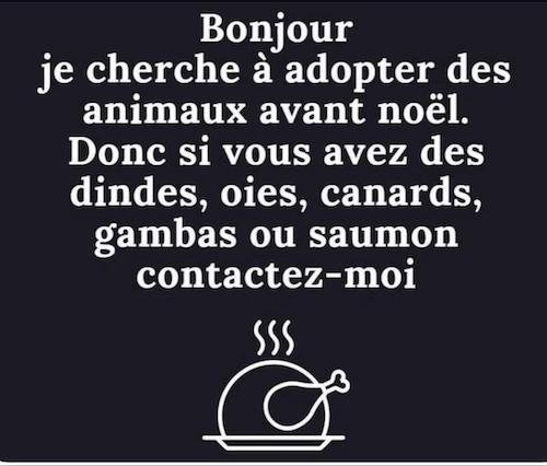 adopter des animaux avant Noël.jpg