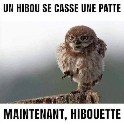 le hibou qu'hibouette.jpg