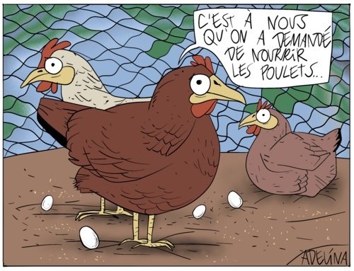 Les poulets.jpg