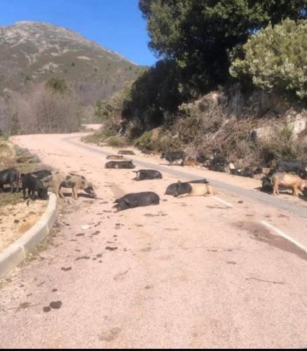barrage routier en Corse.jpg