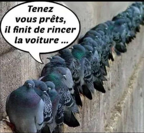 Les pigeons.jpg
